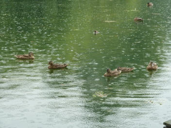 Ducks on rainy pond
