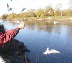 Feeding seagulls