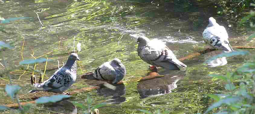 Pigeons on branch in river