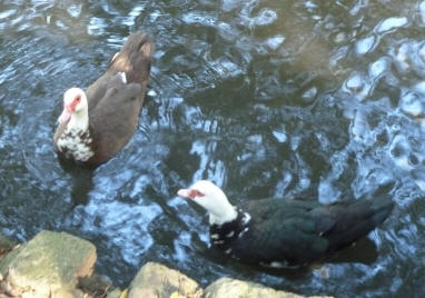 Friendly geese