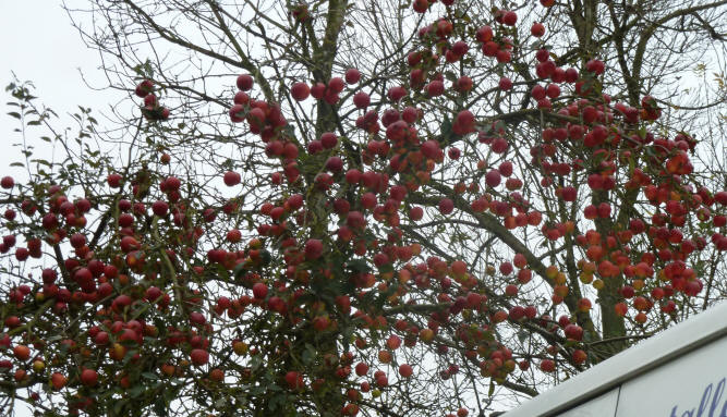 Apples still on tree