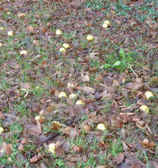 Fallen apples