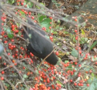 Blackbird eating cotoneaster berries