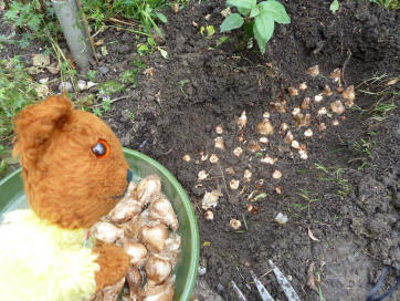 Planting daffodil and crocus bulbs