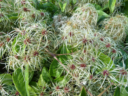 Wild clematis seedheads