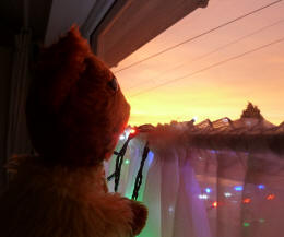 Yellow Teddy watching the dawn sky