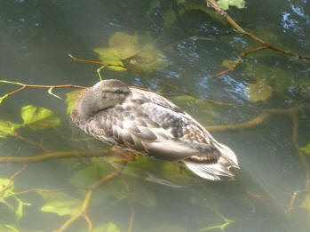 Duck sleeping