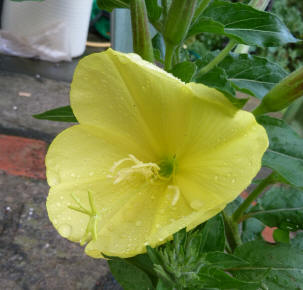 Evening primrose