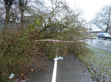 Fallen tree over footpath