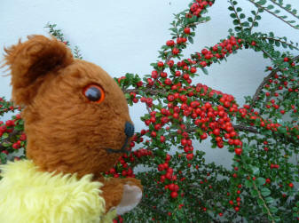 Cotoneaster