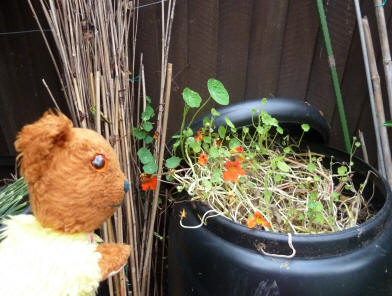 Nasturtiums growing out of compost bin