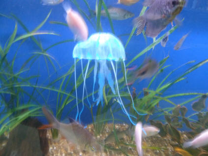 Plastic jelly fish