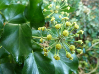 Ivy berries