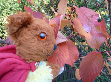Yellow teddy with autumn leaves