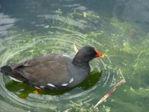 Moorhen