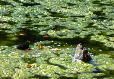 Moorhen and chick