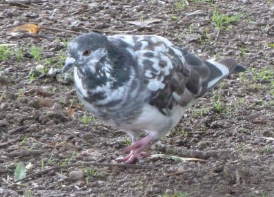 Motley the pigeon