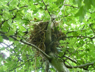 Nest in hawthorn tree