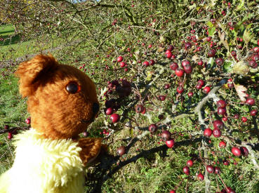 Hawthorn berries