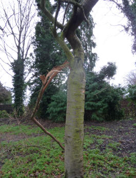 Tree with broken branch