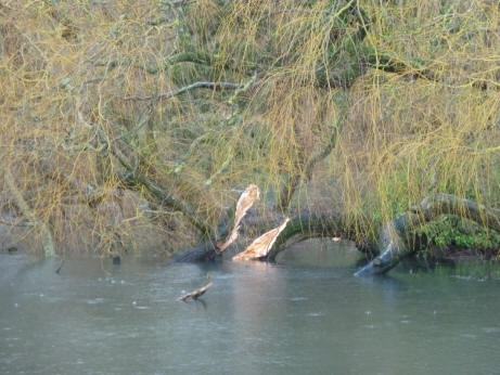 Willow tree in pond with split trunk