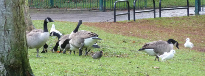 Park geese pecking crumbs