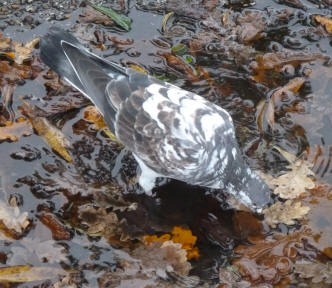 Pigeon drinking in puddle