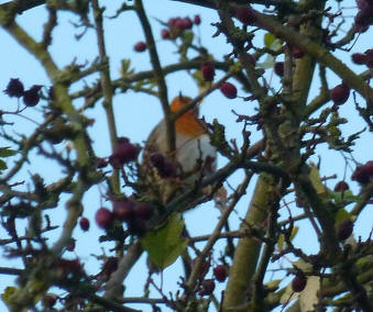 Robin singing