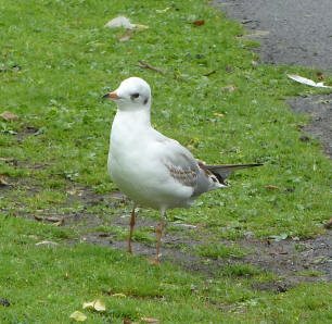 Seagull