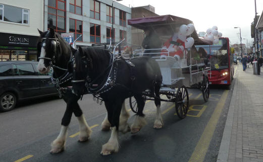 Shire horses and Father Christmas's carriage