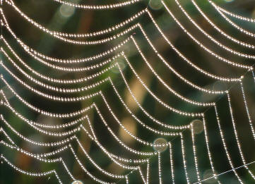 Closeup of wet spider web