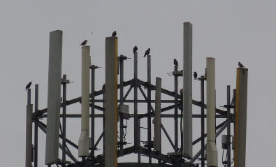 Starlings on phone masts