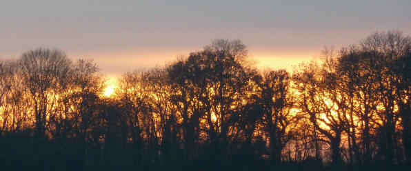 Sunset through trees