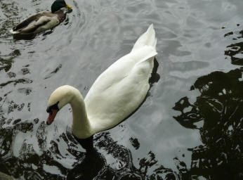 Swan