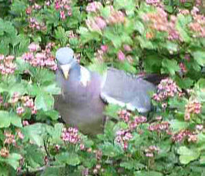 Wood pigeon