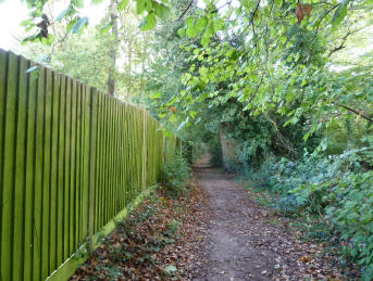 Woodland path