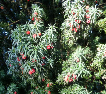 Yew berries