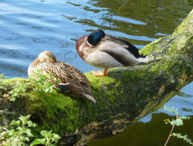 Ducks asleep on branch