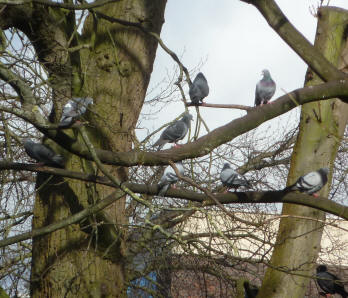Pigeons in trees