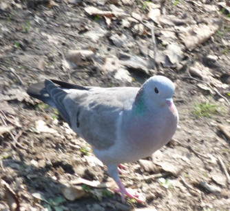 Baby wood pigeons