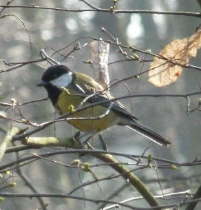 Great tit