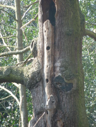 Dead tree with woodpecker holes