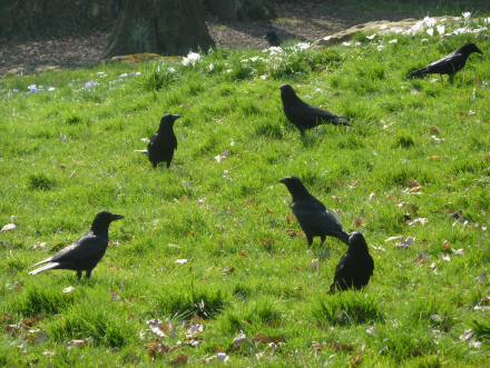 Crows