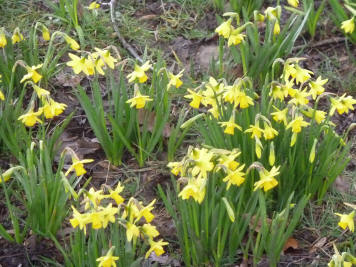 Daffodils