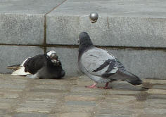 Pigeons resting