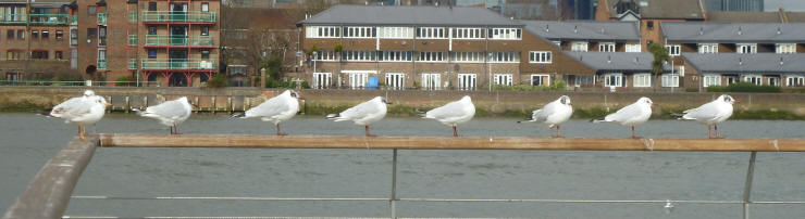 Seagulls lined up
