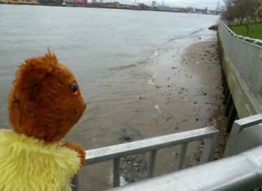 Yellow Teddy looking at the foreshore beach