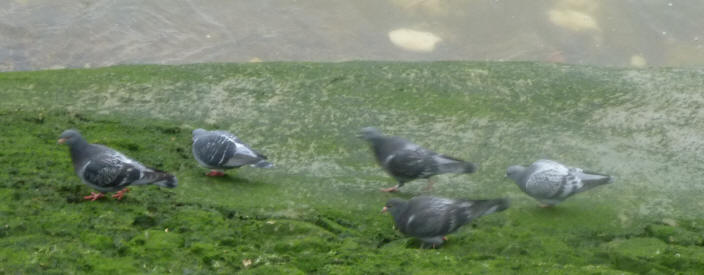 Pigeons on foreshore