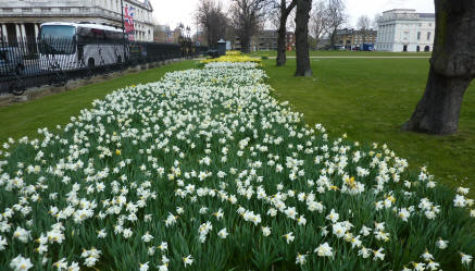 Daffodils in front of Queen's House