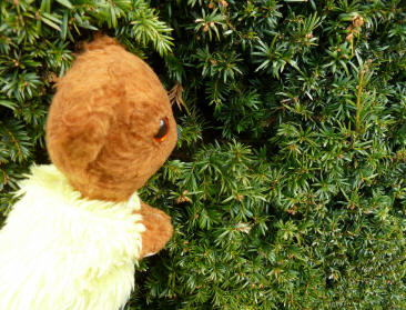 Hole in the topiary bush where bird went in